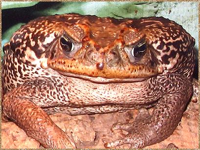 Picture of a Marine Toad , Photos of Marine Toad , Marine Toad images